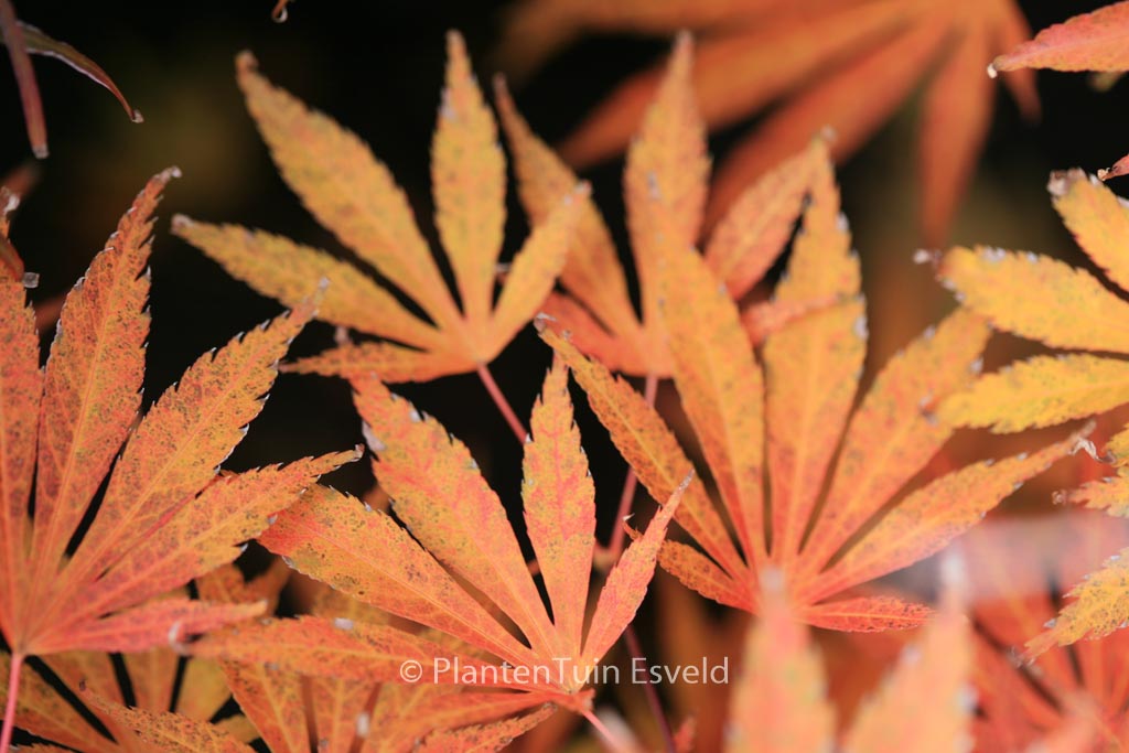 Acer palmatum ‘Kaga-oh-beni’