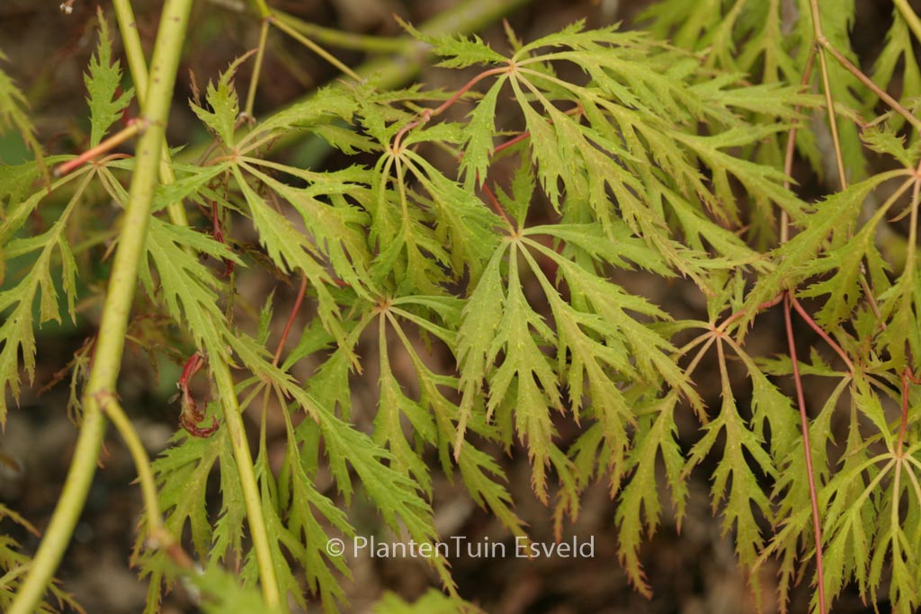 Acer palmatum ‘Kaga-sudare’