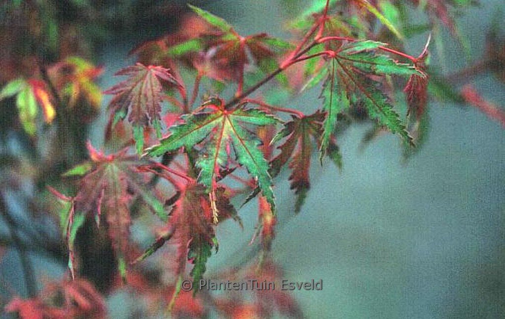 Acer palmatum ‘Kara-ori’