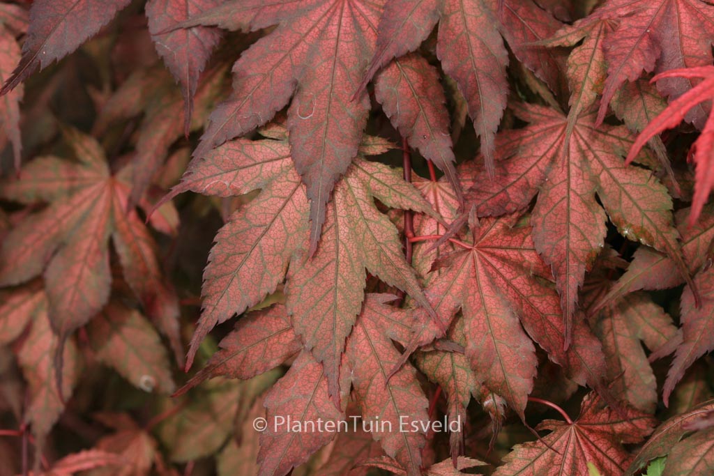 Acer palmatum ‘Kasagi-yama’