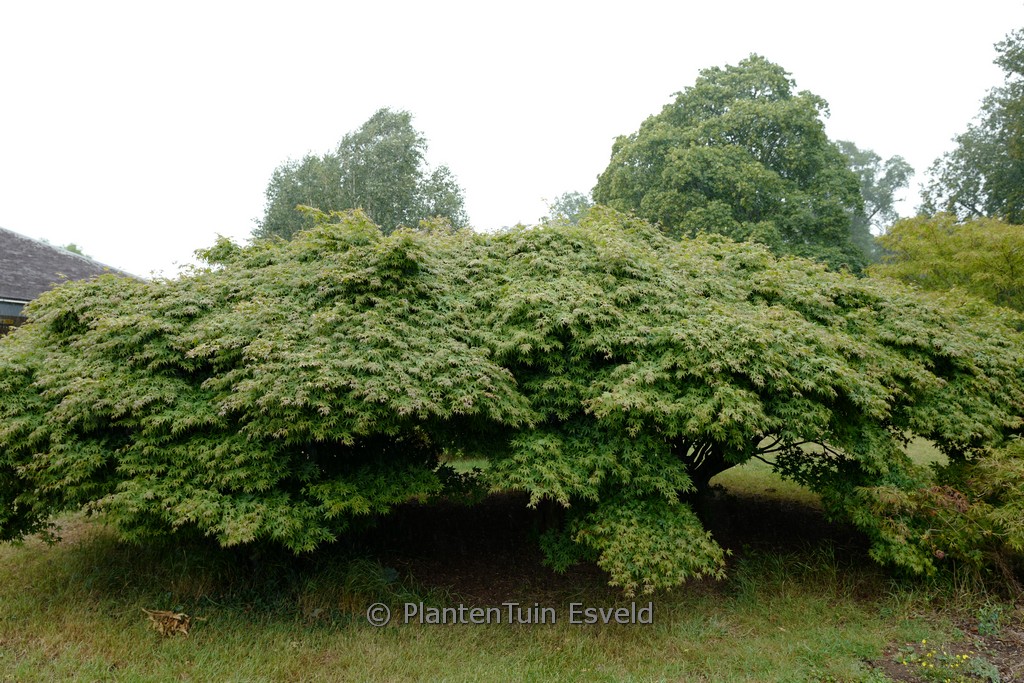 Acer palmatum ‘Kashima’