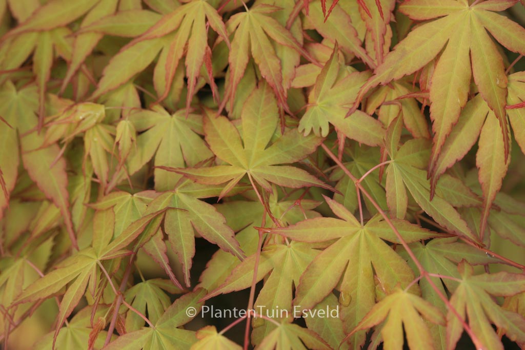 Acer palmatum ‘Katsura’