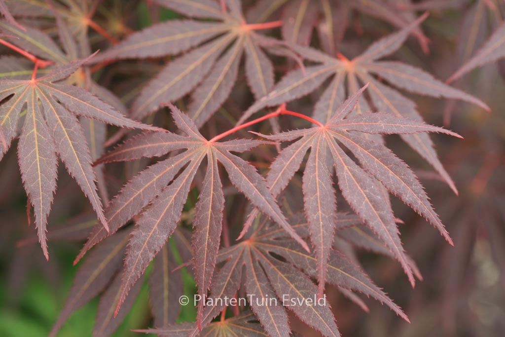 Acer palmatum ‘Kegon’