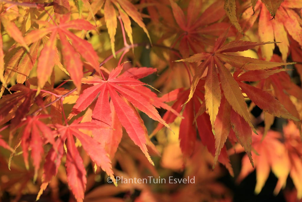 Acer palmatum ‘Kenzan’