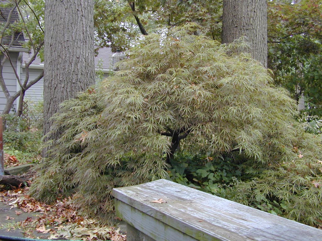 Acer palmatum ‘Kim’