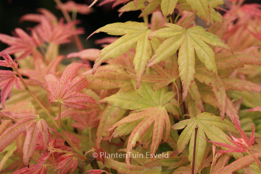 Acer palmatum ‘Kinran’