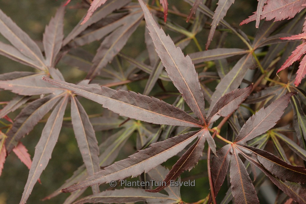 Acer palmatum ‘Kinshi’