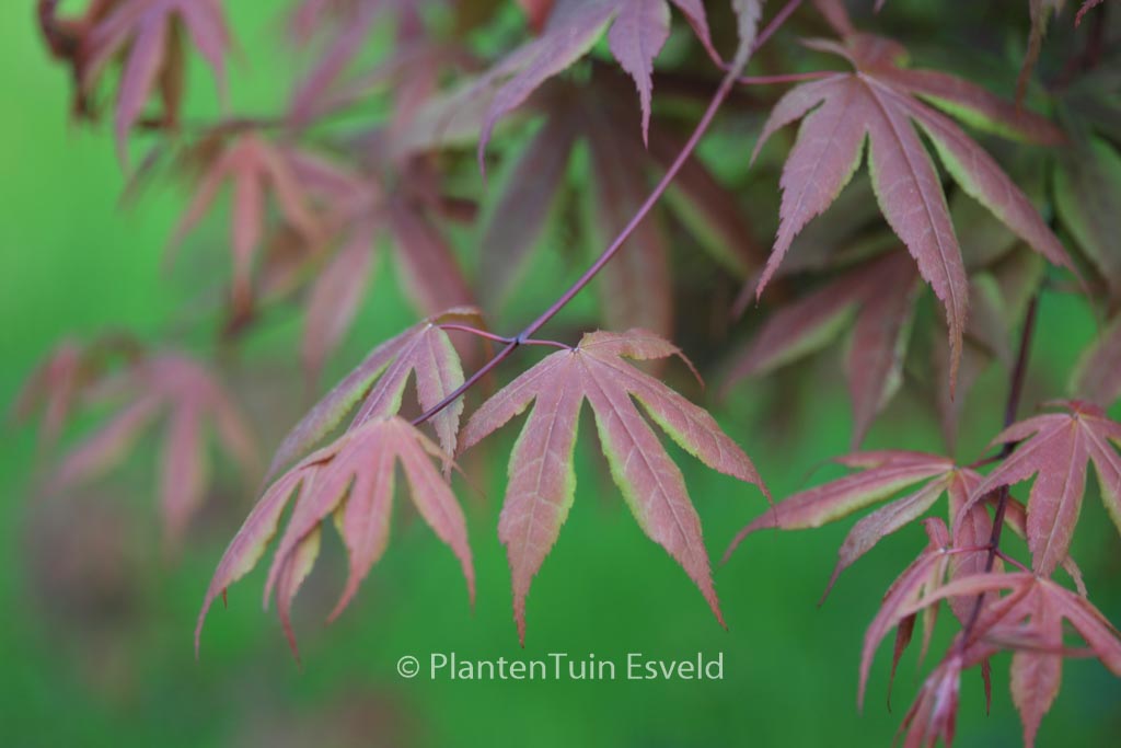 Acer palmatum ‘Koba-shohjoh’