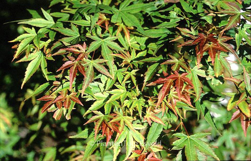 Acer palmatum ‘Kogane-nishiki’