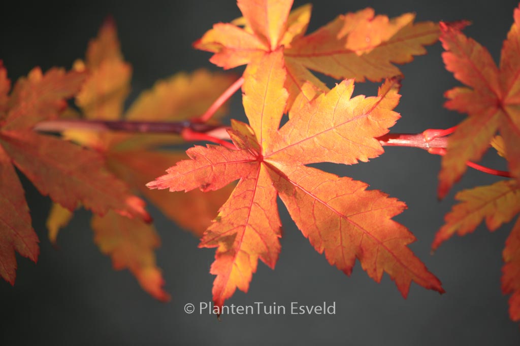 Acer palmatum ‘Kohya-madani-nishiki’