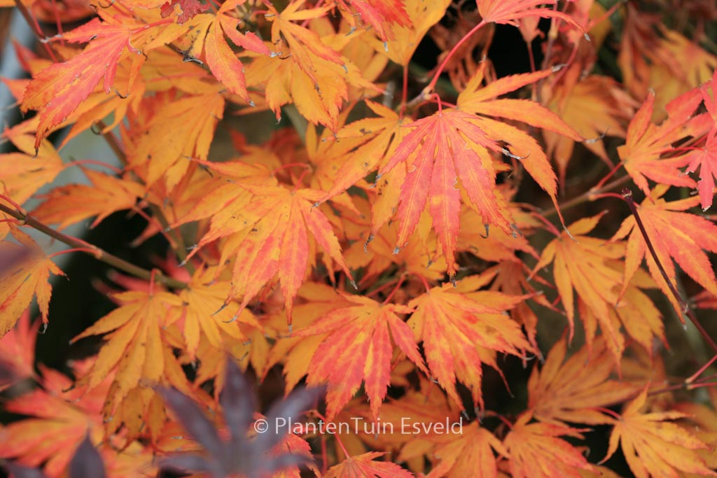 Acer palmatum ‘Koko’