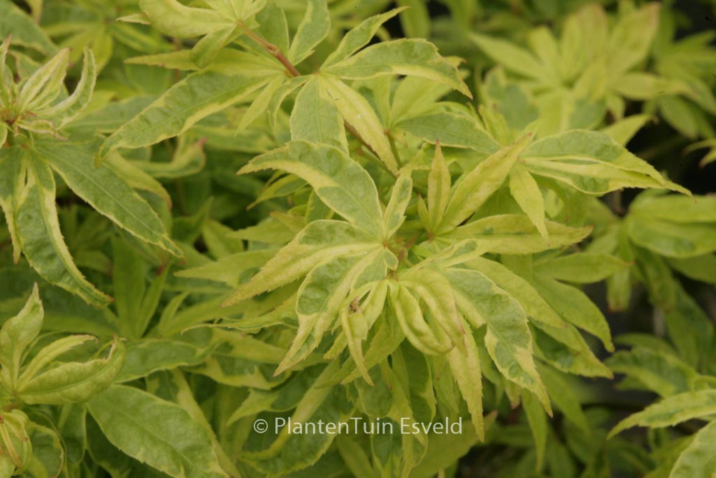 Acer palmatum ‘Kokubunji-nishiki’