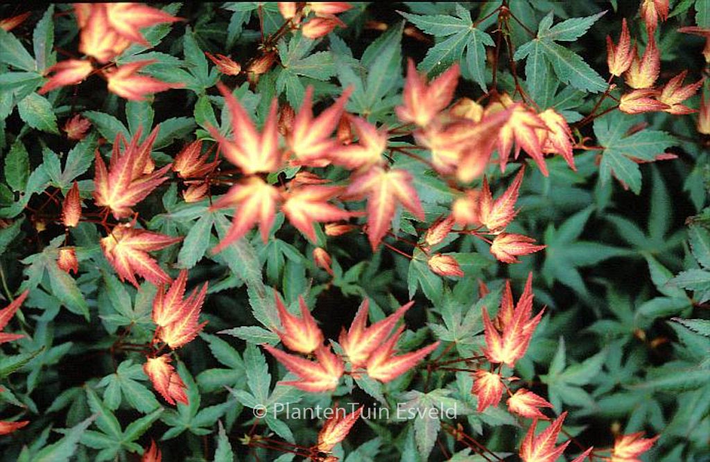 Acer palmatum ‘Komachi-hime’