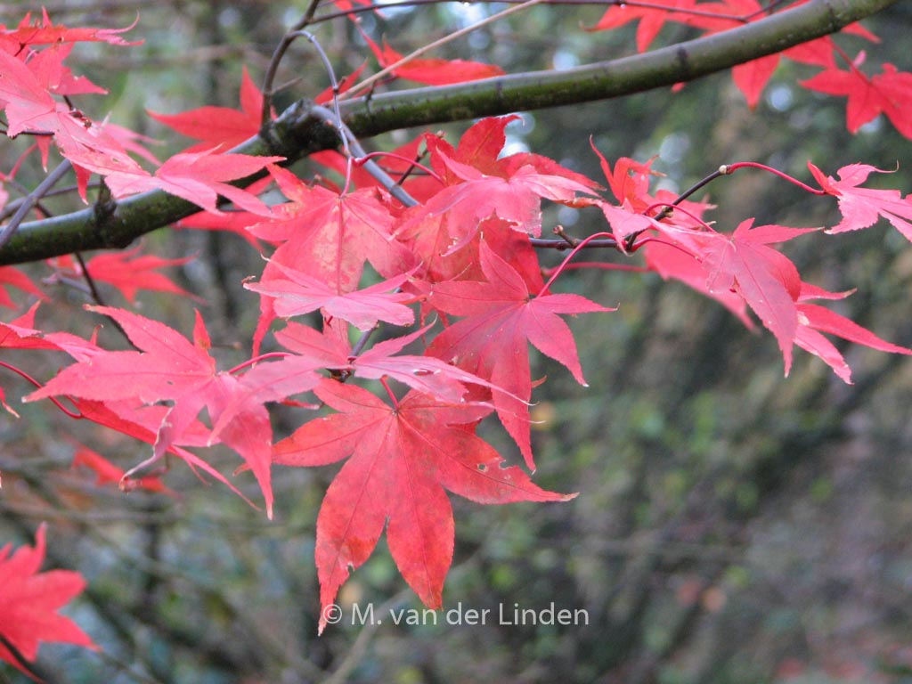 Acer palmatum ‘Korean Gem’