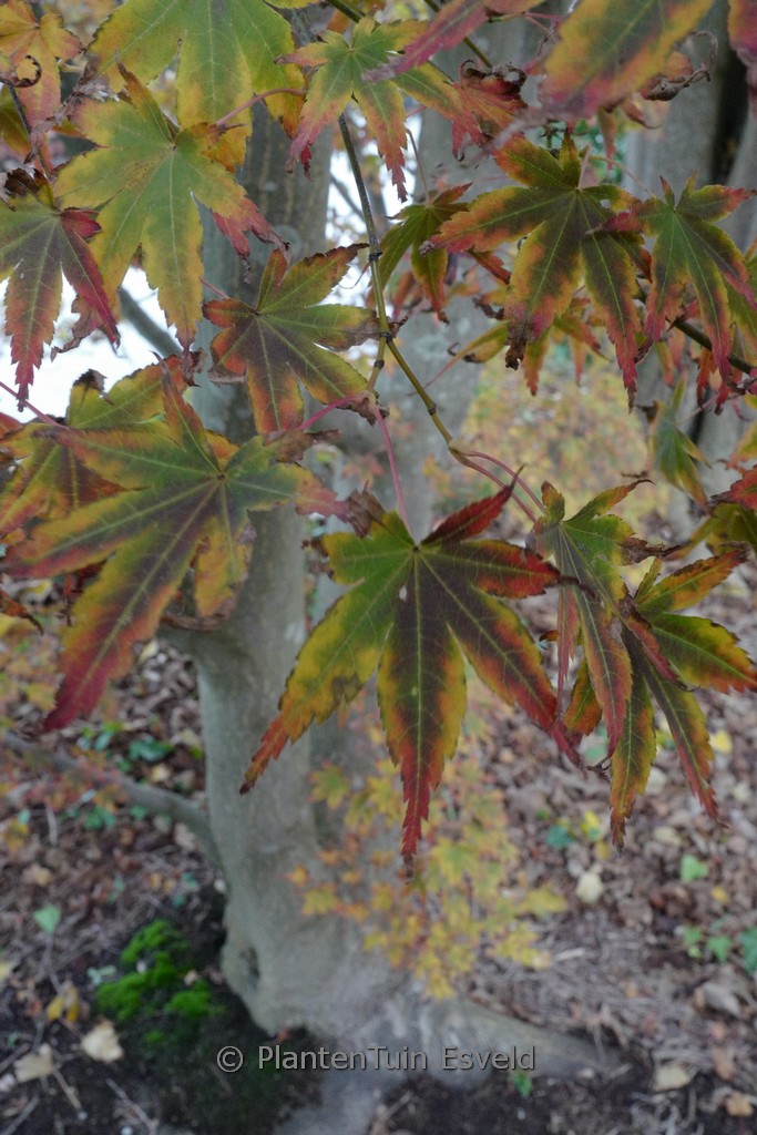 Acer palmatum ‘Koriba’