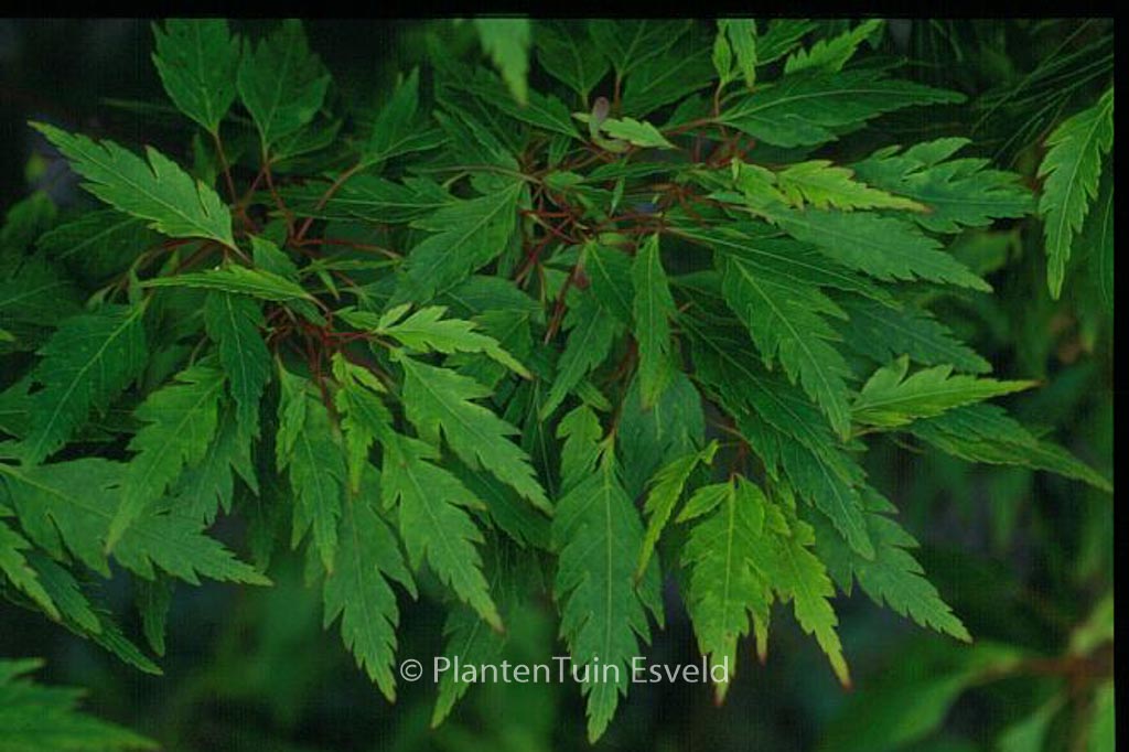 Acer palmatum ‘Koshi-mino’