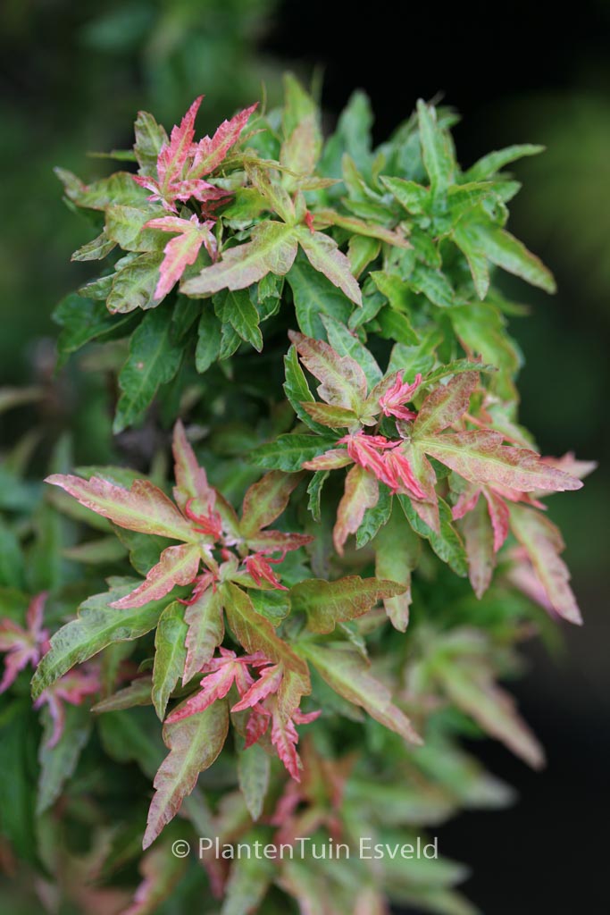 Acer palmatum ‘Koto-hime’