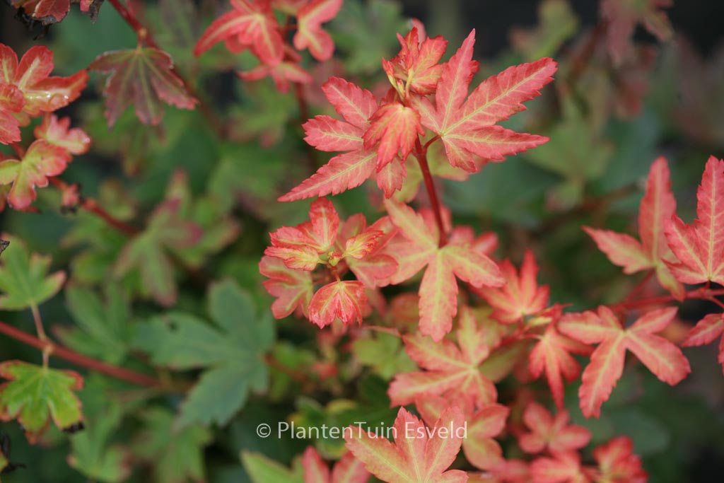 Acer palmatum ‘Koto-maru’