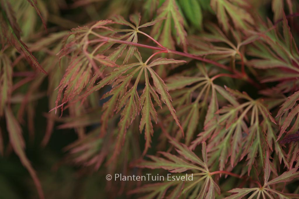 Acer palmatum ‘Koyo-ao-shidare’