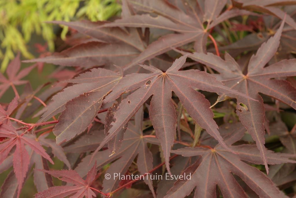 Acer palmatum ‘Kuni-no-sato’