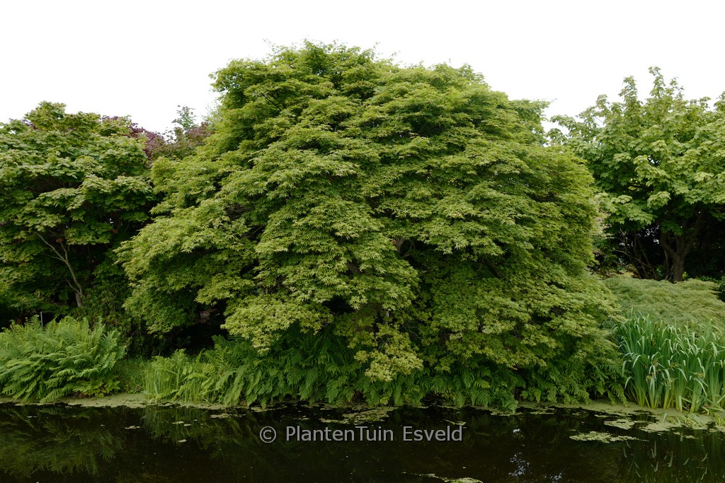 Acer palmatum ‘Kurabu-yama’