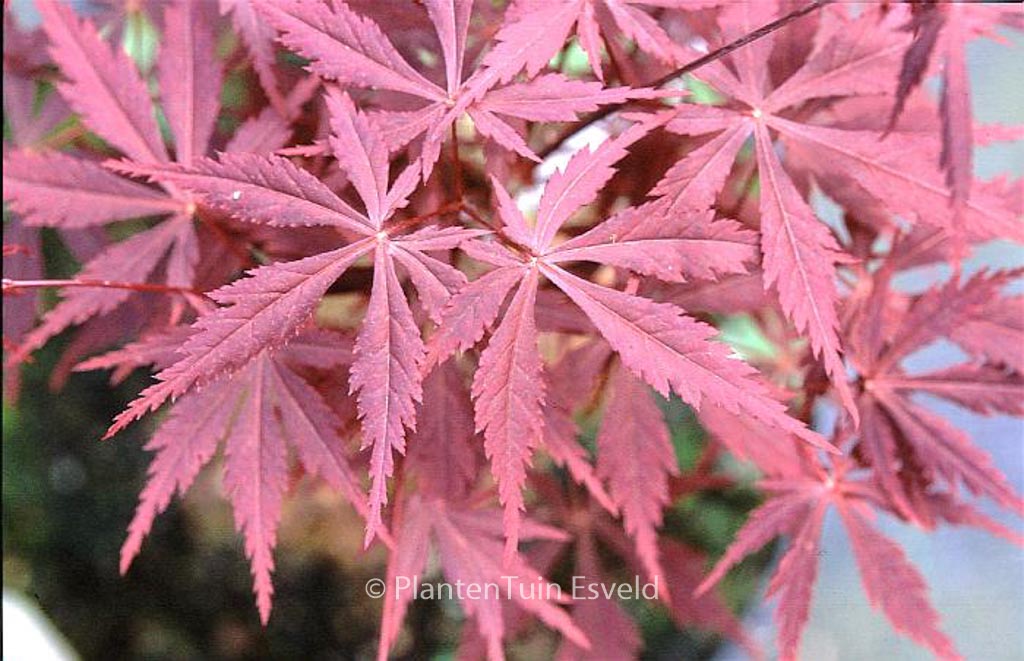 Acer palmatum ‘Kuro-kami-yama’