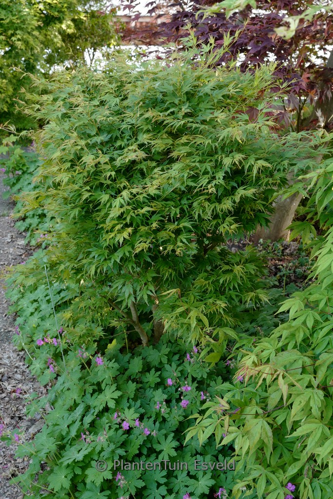 Acer palmatum ‘Kyohryuh’