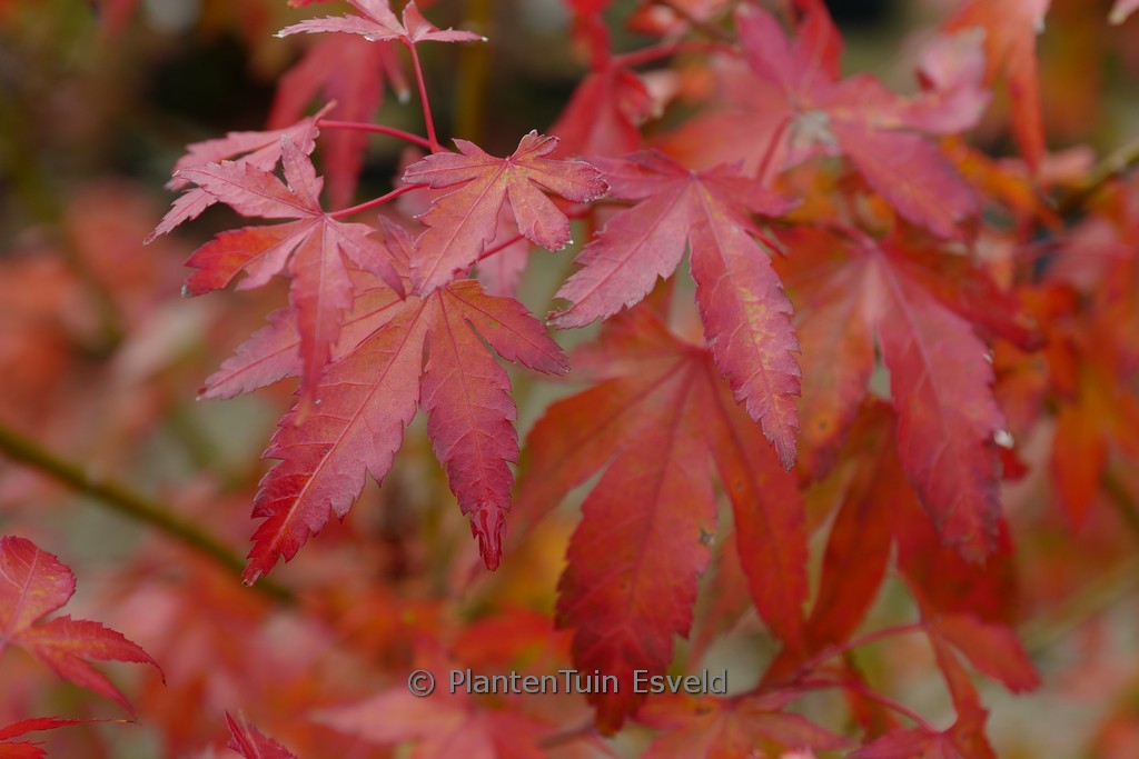 Acer palmatum ‘Lady’s Choice’