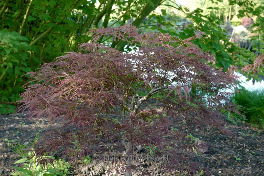 Acer palmatum ‘Laura’s Love’