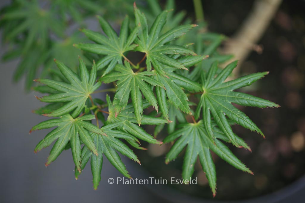 Acer palmatum ‘Little Green Star’