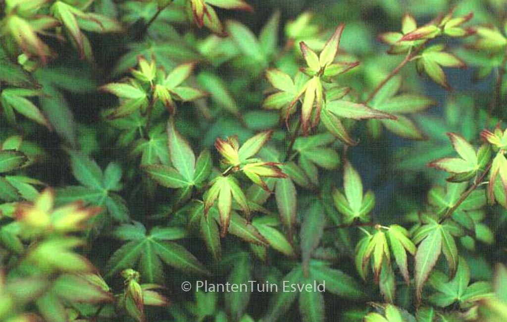 Acer palmatum ‘Little Princess’
