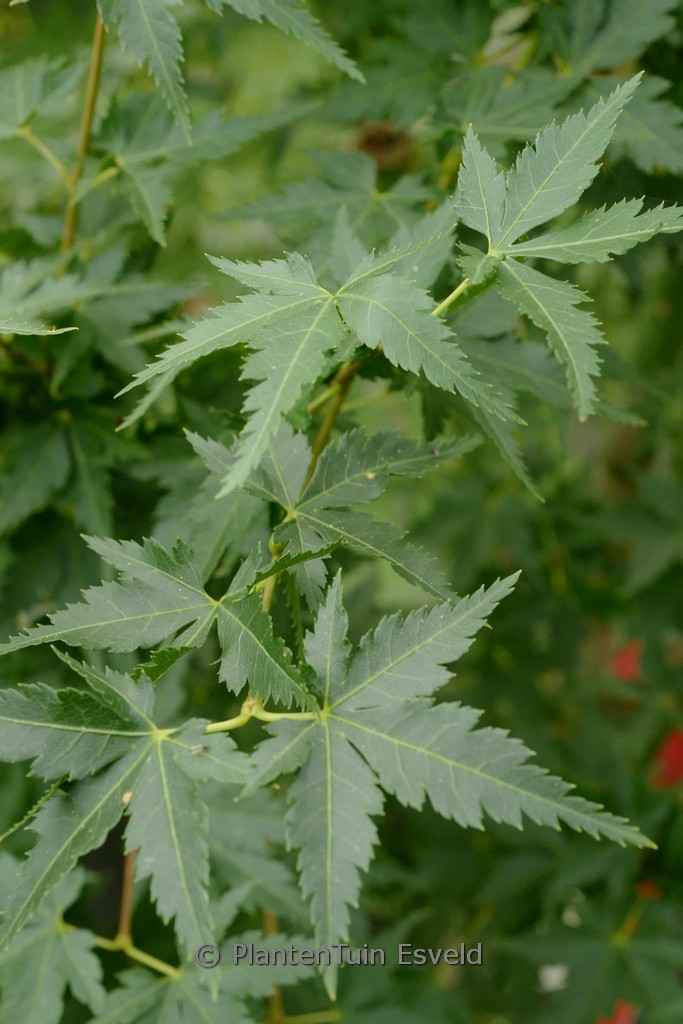 Acer palmatum ‘Little Richard’