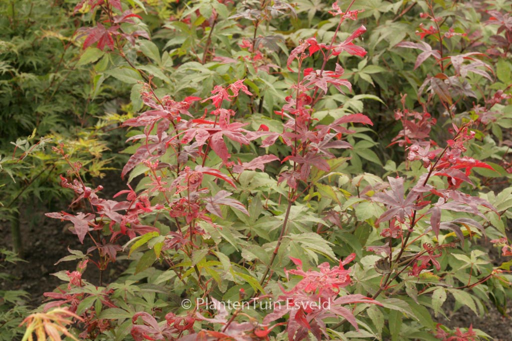 Acer palmatum ‘Long Men’