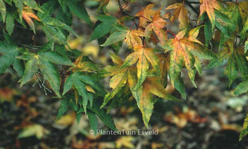 Acer palmatum ‘Lutescens’
