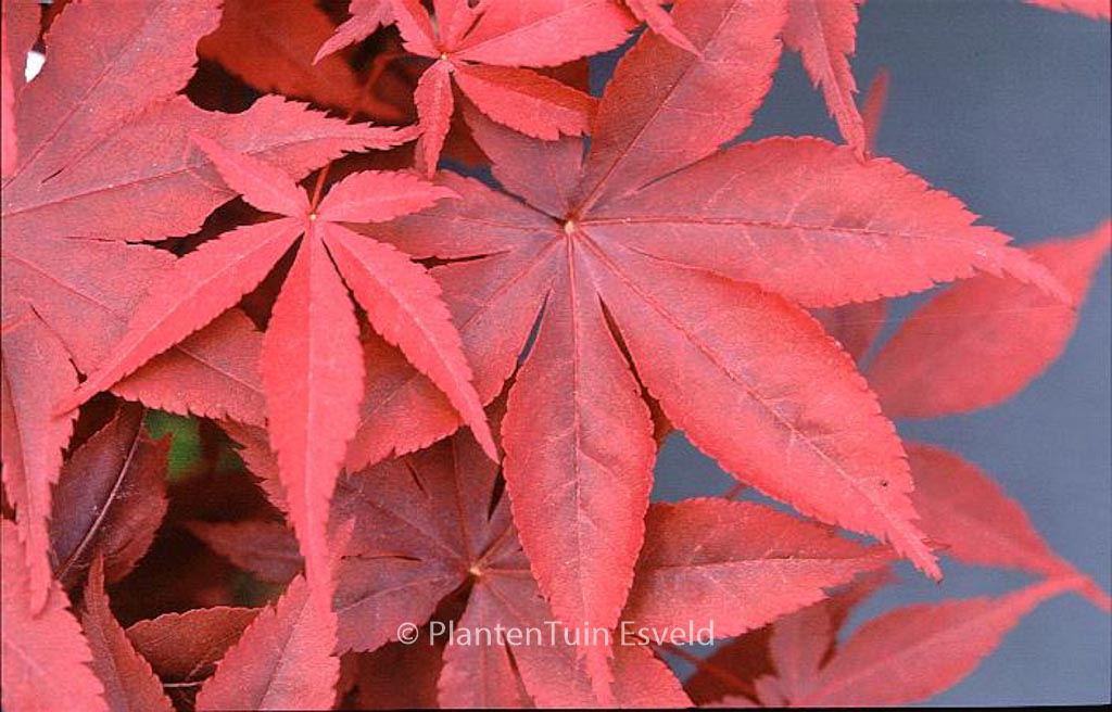 Acer palmatum ‘Mallet’