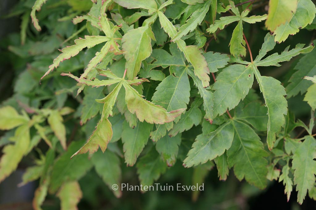 Acer palmatum ‘Mama’