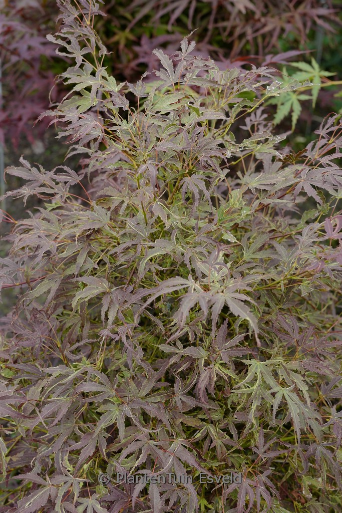 Acer palmatum ‘Manyoh-no-sato’