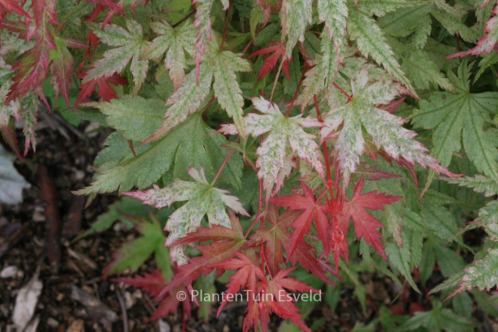 Acer palmatum ‘Marakumo’ (Hort. non Japan)
