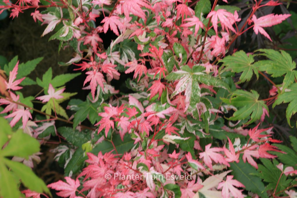 Acer palmatum ‘Mardi Gras’