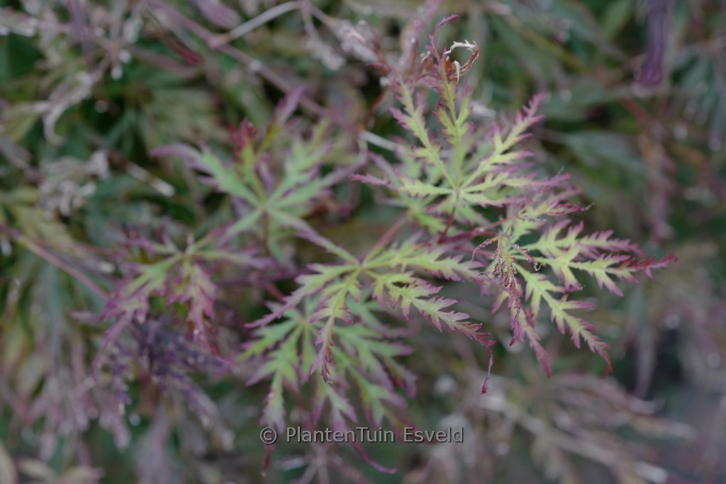 Acer palmatum ‘Marielle’