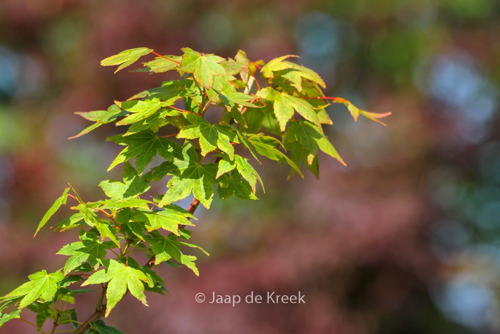 Acer palmatum ‘Masa-yoshi’