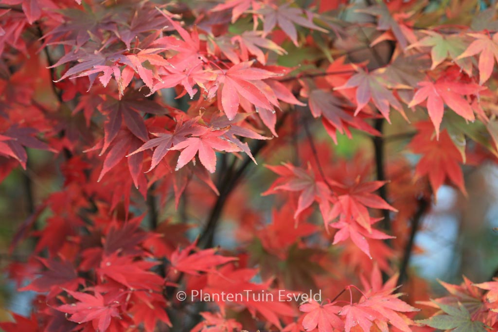 Acer palmatum ‘Masu-murasaki’