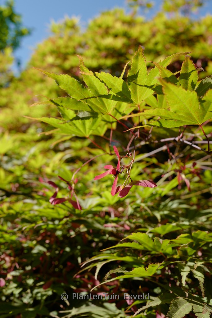 Acer palmatum ‘Matsu-Kaze’