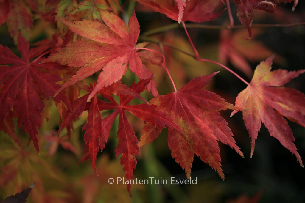 Acer palmatum ‘Matsuo’