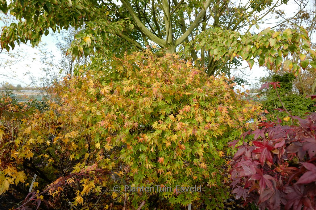 Acer palmatum ‘Meihoh-nishiki’