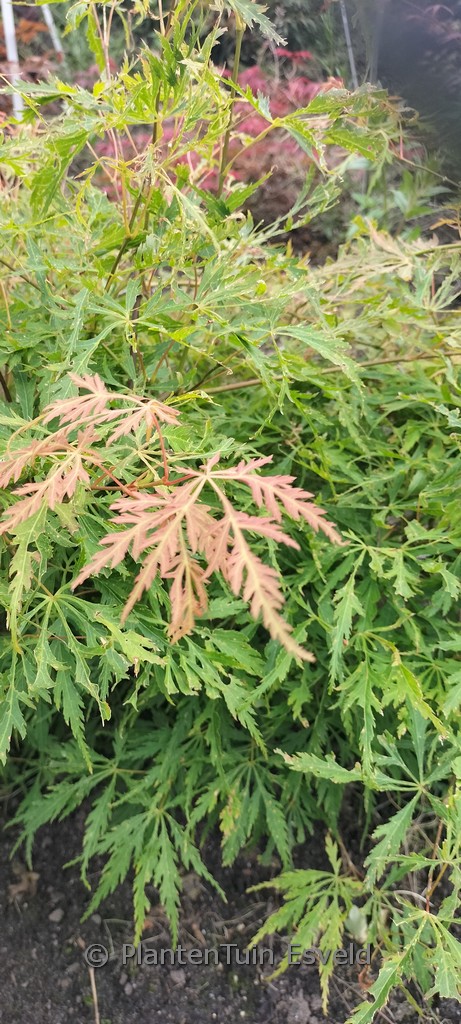 Acer palmatum ‘Michael Dirr’