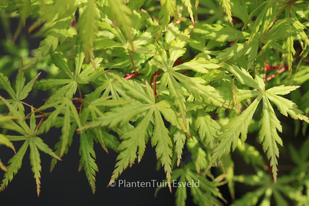 Acer palmatum ‘Midori-mure-hibari’