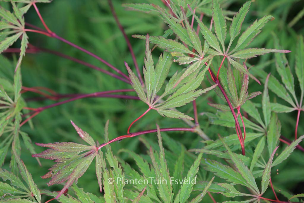 Acer palmatum ‘Midori-no-teiboku’