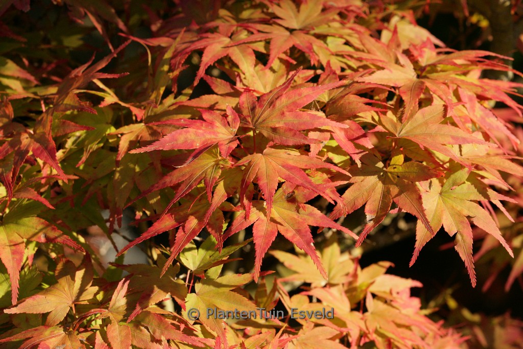 Acer palmatum ‘Mikawa-yatsubusa’