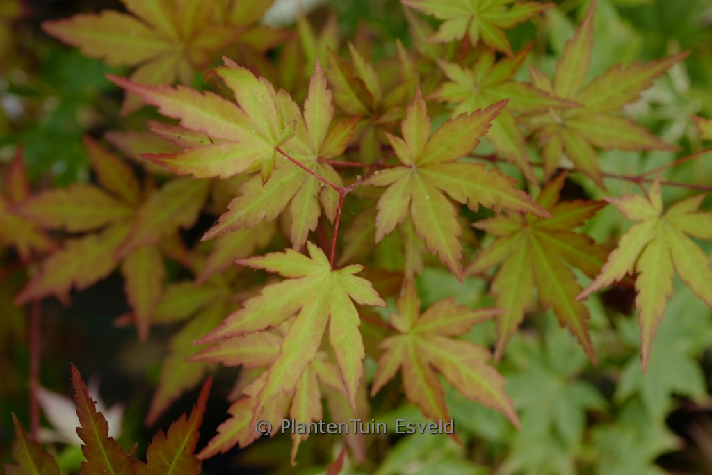 Acer palmatum ‘Mila’